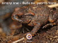 ארס קרפדות כטיפול תרופתי