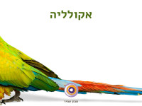 אקולליה